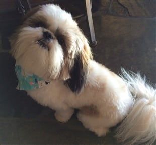 Shih tzu hotsell food allergies